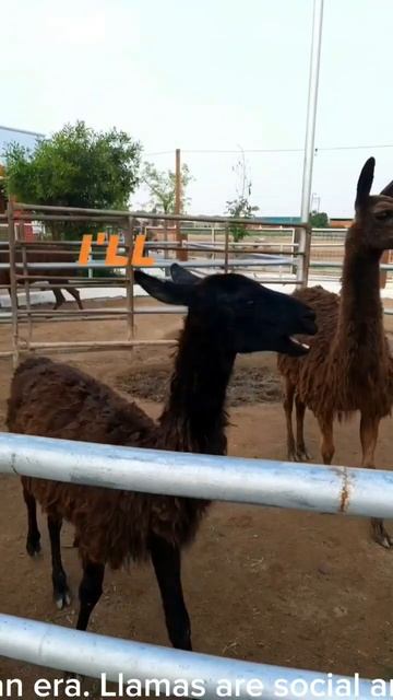 Llama a kind of animals from South Africa. #iloveanimals #animals #llama смотреть онлайн