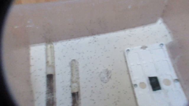 Tetramorium sp. noire #5 смотреть онлайн