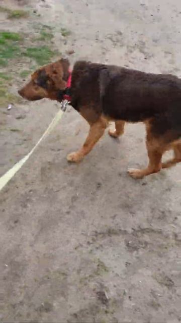 Каштанчик первый раз за два месяца идёт на прогулку. Приют для бездомных животных Сириус. смотреть онлайн