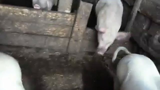 Деревня в наследстао Канал Марины Селивановой смотреть онлайн