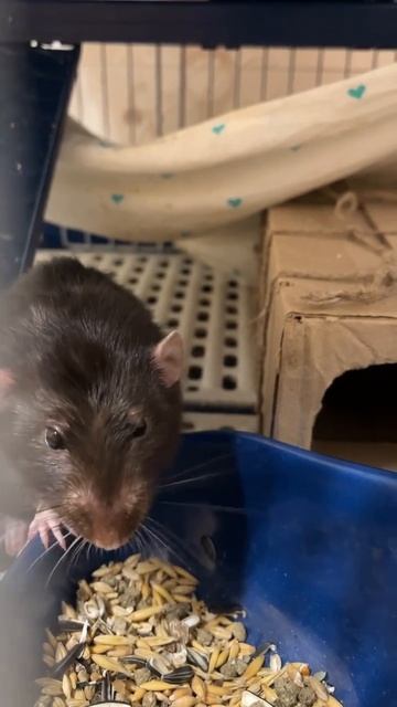 Любименький плешивенький Татошка. #rat #animal #крысы #животные смотреть онлайн