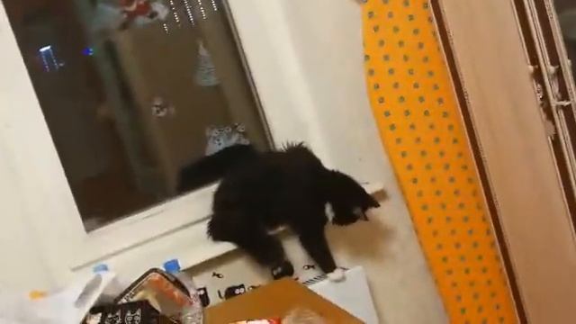 Жалюзи против Матюши / Our Funny Cat vs Jalousie (Blinds) смотреть онлайн