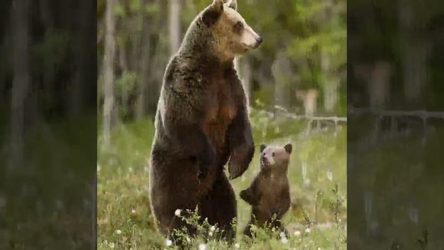 Медведи смотреть онлайн
