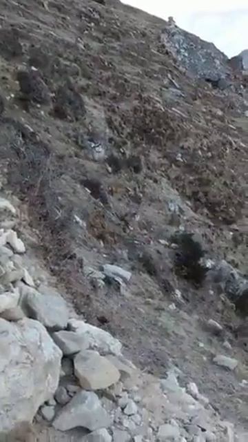 Tibetian snow cocks смотреть онлайн