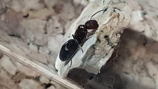 🐜 Colobopsis truncata [Camponotus truncatus] - Opis gatunkowy смотреть онлайн
