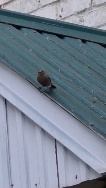 Обыкновенная горихвостка смотреть онлайн