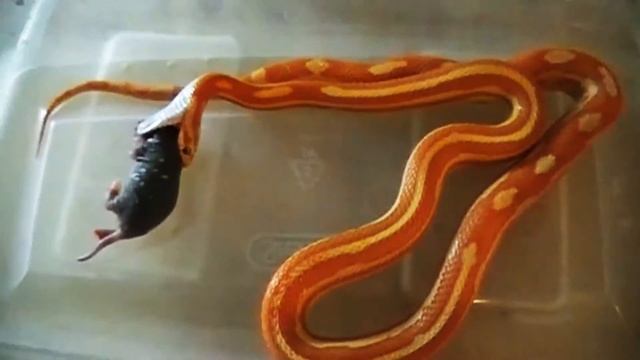 Floyd the Pink Corn Snake Eating a Rat смотреть онлайн