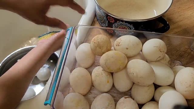 FRESH DUCK EGGS | How to Clean and Sterilize in easy, simple ways | Bolends смотреть онлайн
