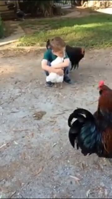 Так трогательно обнимает курочку ахп смотреть онлайн