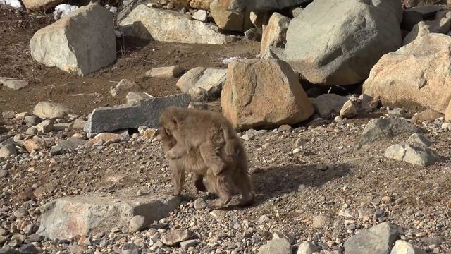 Snow Monkey - Jigokudani Monkey Park смотреть онлайн