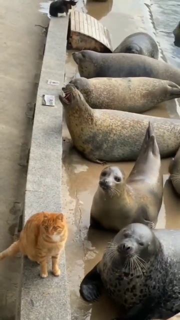 Cat and Seals смотреть онлайн