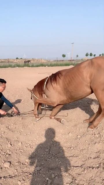 Horse mating cute - Most breeding horse смотреть онлайн