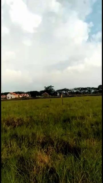 Hunting with Brown goshawk смотреть онлайн