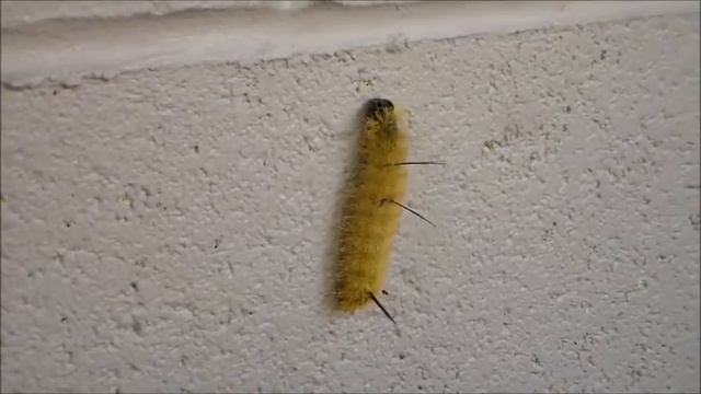 Caterpillar смотреть онлайн
