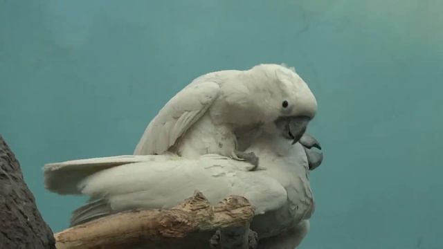 Весенний какаду смотреть онлайн