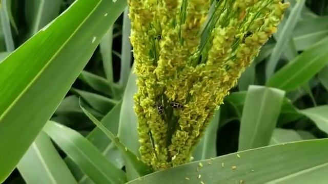Larva-angorá - Astylusvariegatus (Coleoptera:Melyridae) alimentando de pólen do milho смотреть онлайн
