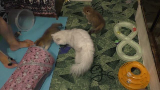 Кошечка Оля уже умеет бегать за игрушкой смотреть онлайн