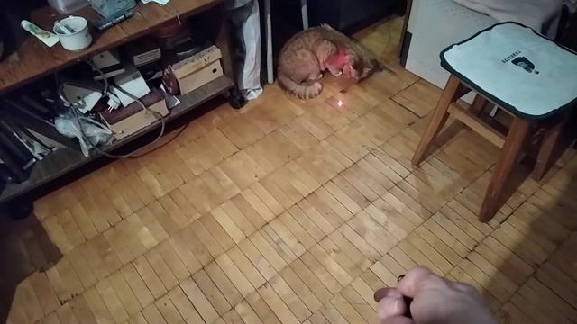 6.11.2020 Лазерная указка для кота.. / Первая реакция / смотреть онлайн
