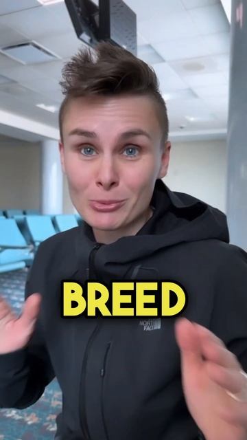 Landlord banned mixed breed dogs? 😱 смотреть онлайн
