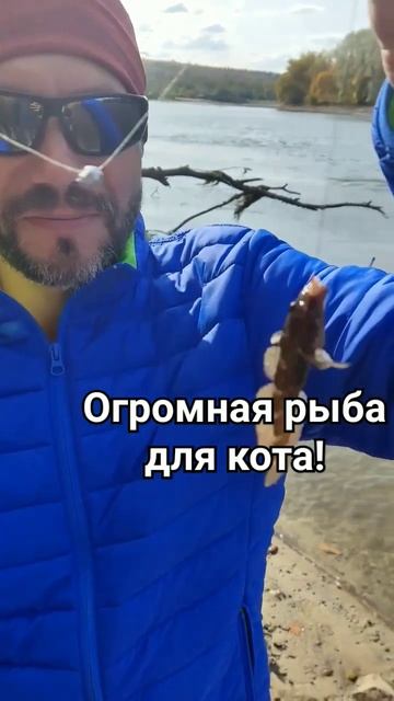 Огромная рыба для кота! #fishing #cat смотреть онлайн