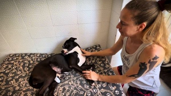 Как снять пластырь собаке