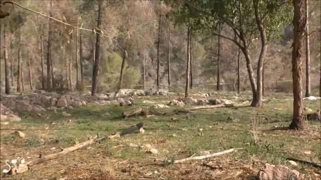 Nof HaGalil, 14/XII/2021 / Один "зимний" день / עונת גשמים смотреть онлайн