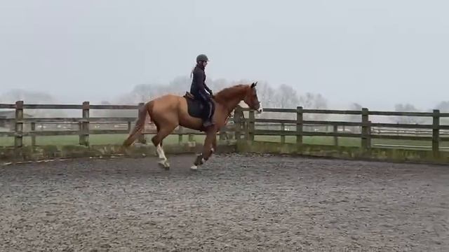 Harley hunter jumper canter смотреть онлайн
