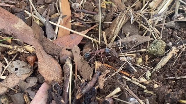 Huge bull ant fixing the nest смотреть онлайн