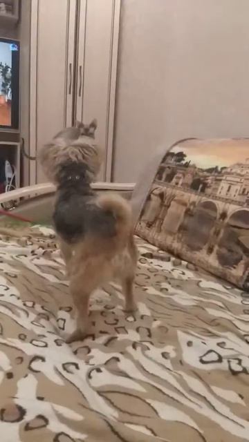 Любовь между кошки и собаки смотреть онлайн