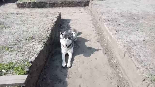 Помощники хаски!🐕🐕🐕😄 смотреть онлайн