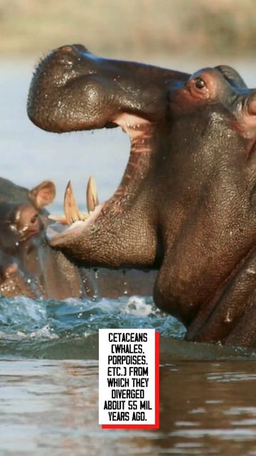 What are their closest living relatives Of Hippo ? #shorts #hippo смотреть онлайн