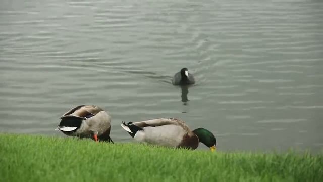 Ducks Module 2 Project смотреть онлайн