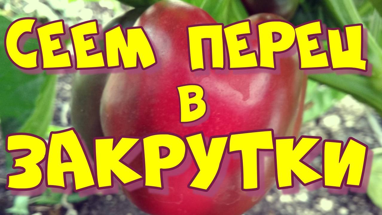 Посев семян перца в закрутки без земли. Опыт 2021 года.