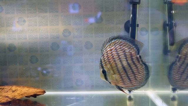 Santarem Discus Winner in Paris Show 2017 / Internacional Discus Competition смотреть онлайн