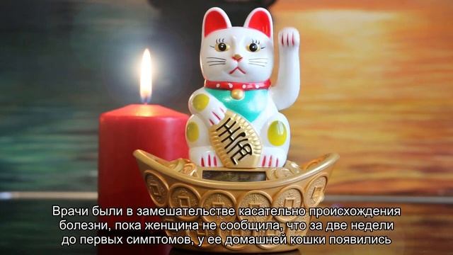 Женщина заразилась редкой коровьей оспой от домашней кошки и чуть не лишилась глаза смотреть онлайн