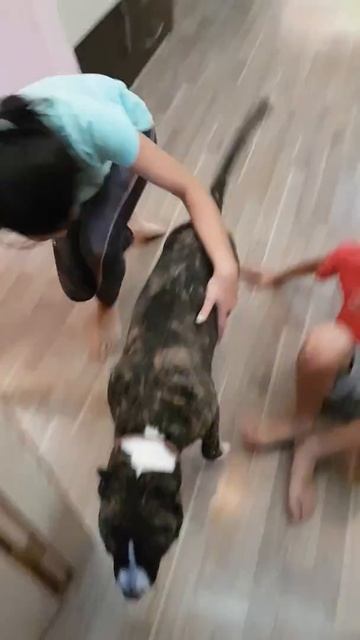 Амстафф Рэй - чемпион смотреть онлайн