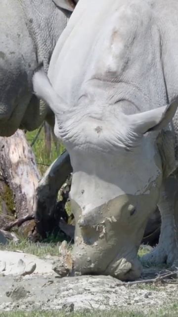 #rhinoceros Know About Rhinoceros смотреть онлайн