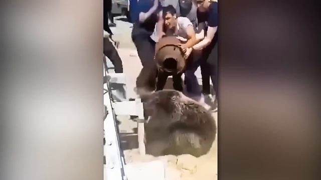 10 Animals That Asked People For Help. Part 1 смотреть онлайн