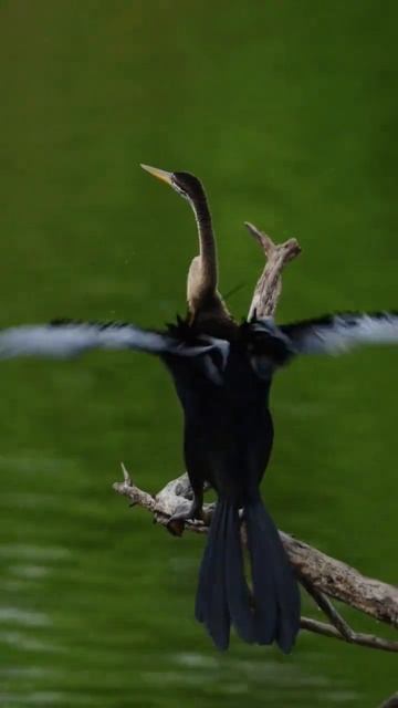 The Speed of Darter | Bird Photography in India| Bharatpur| Nikon #shortvideo #viral #short #ytshor смотреть онлайн