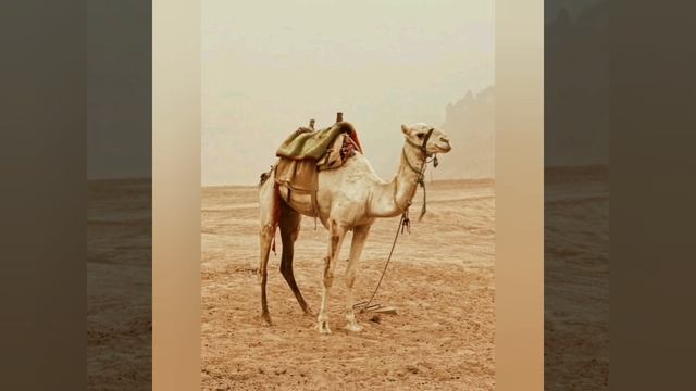 CAMEL FACTS смотреть онлайн