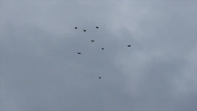 ПОЛЕТЫ НИКОЛАЕВСКИХ ГОЛУБЕЙ 05.04.2024 ТЕЛЕФОН +380988140345 смотреть онлайн
