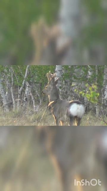 Самец Сибирской косули. Весна. смотреть онлайн