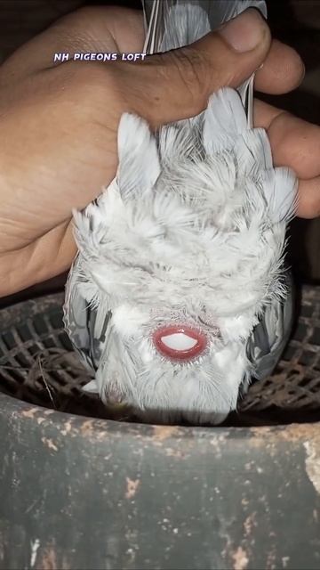 Pigeon Laying Eggs full video 😲😲 || #shorts смотреть онлайн