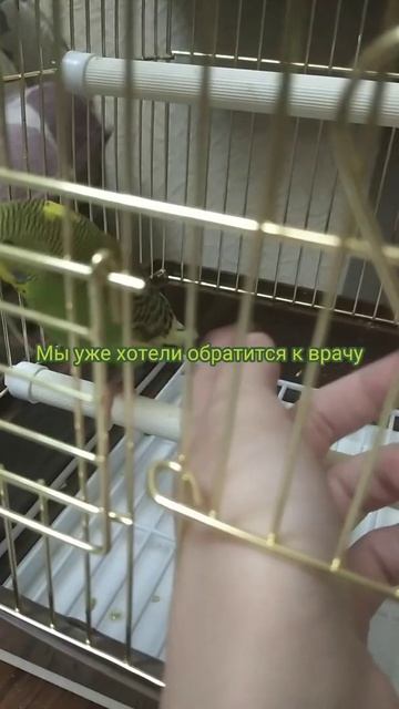 ЧТО ДЕЛАТЬ ЕСЛИ ВОЛНИСТЫЙ ПОПУГАЙ КАКАЕТ ЗЕЛЁНЫМ? смотреть онлайн