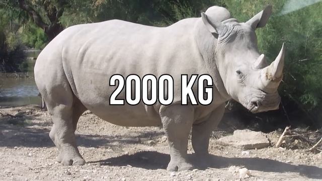 Comment Les Ours BALAYENT Leurs Proies ? смотреть онлайн