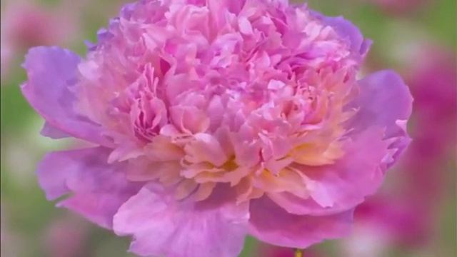 🙏🌷🌹🌻🌱Молитва "Пусть всегда на земле расцветают цветы" - Игорь Наджиев🌼🏵️🌸🌺💮 смотреть онлайн