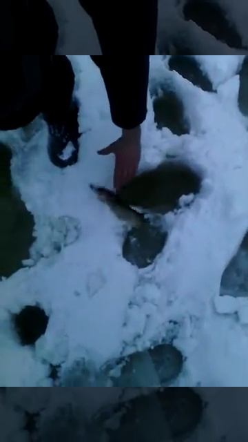 щука на жерлицы почти на 8 кг ))) смотреть онлайн