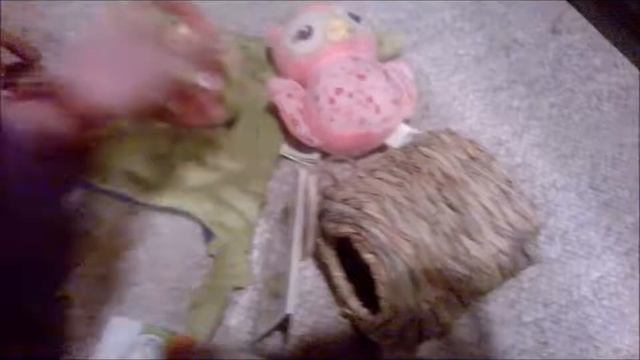 April Mini Haul from the guineapigstore.ca, Petsmart, and PJ's Pets смотреть онлайн