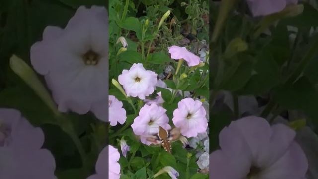 Бражник смотреть онлайн