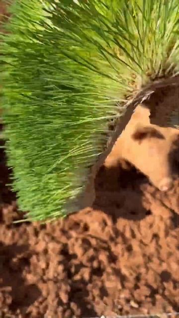 Pigs Fight Over Fodder 🐖🌱 #farm #pigs смотреть онлайн